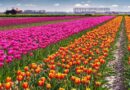 La Primavera è nell’aria : riapre il campo dei Tulipani